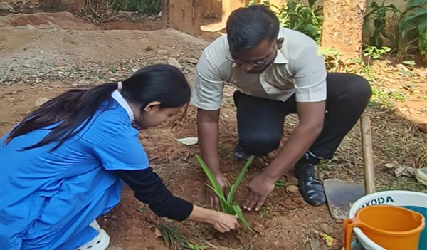 tree-plantation